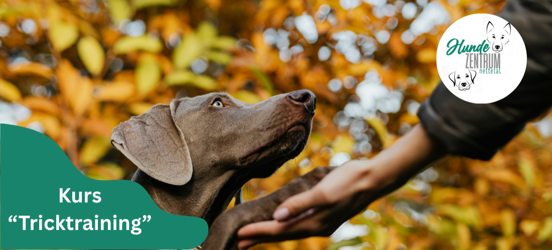 Kurs Tricktraining