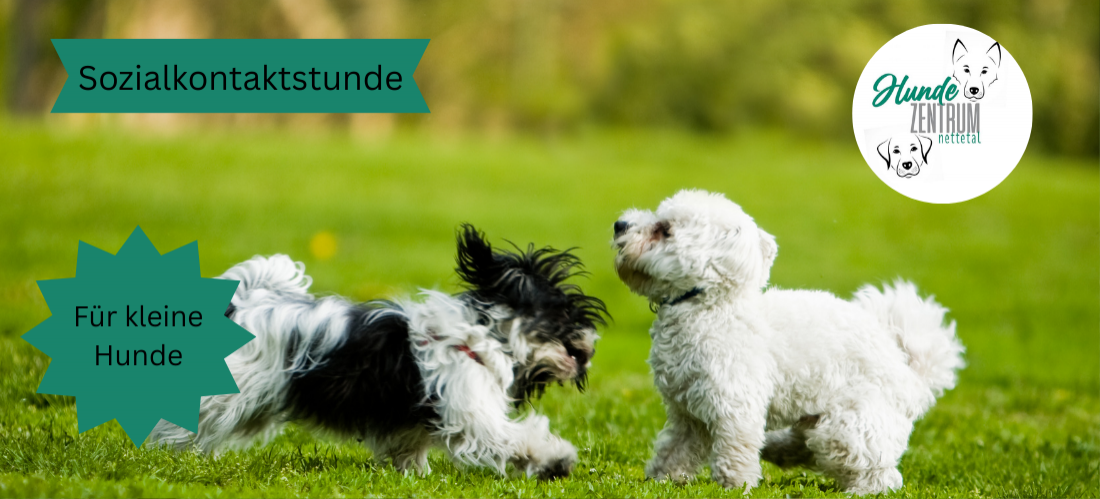 Gruppe Sozialkontaktstunde für kleine Hunde