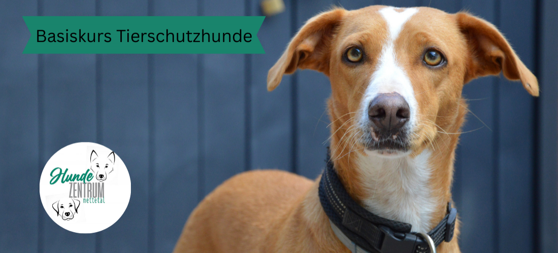 Kurs Tierschutzhunde
