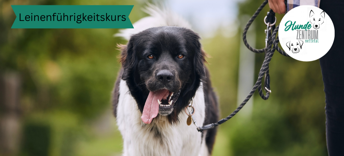 Kurs Leinenführigkeit