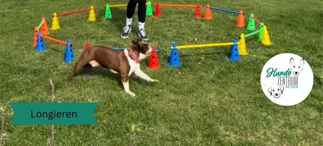 Workshop Longieren