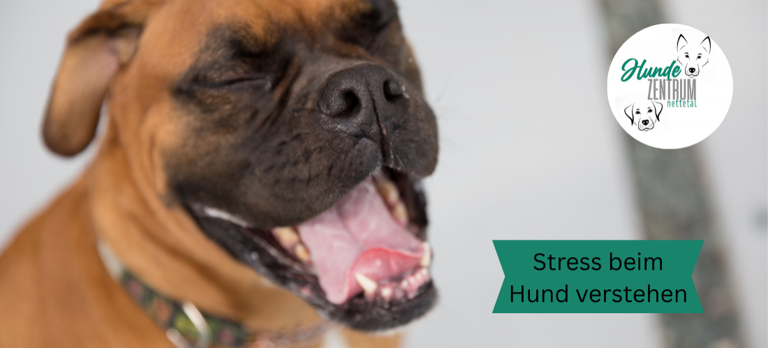 Vortrag Stress beim Hund verstehen