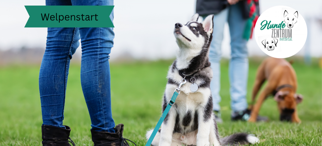 Gruppe Welpenstart