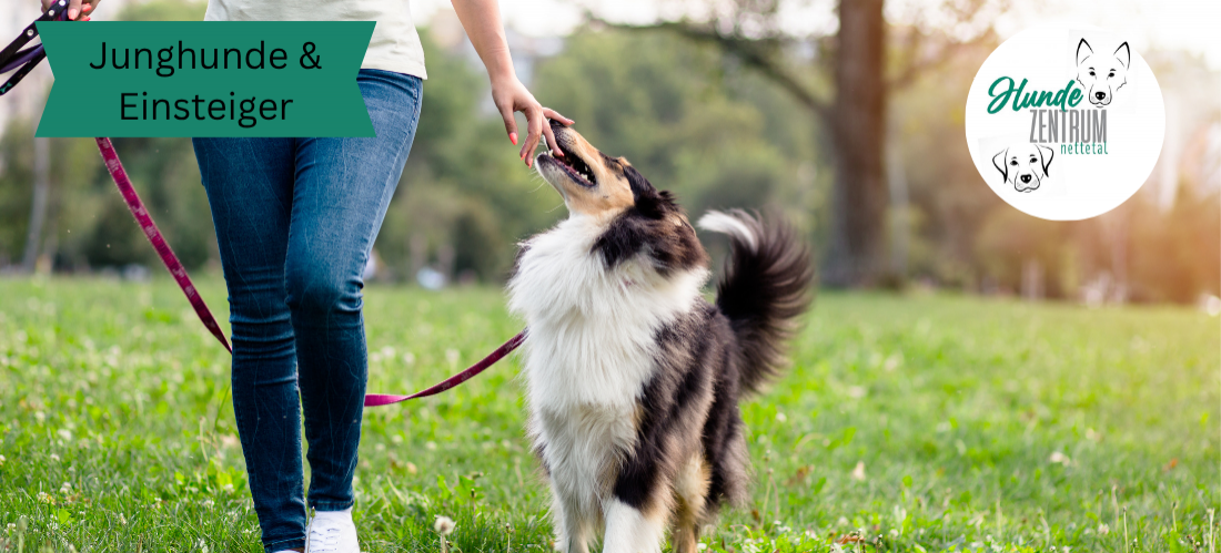 Gruppe Junghunde / Einsteiger