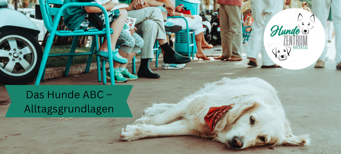 Gruppe Hunde-ABC – Alltagsgrundlagen