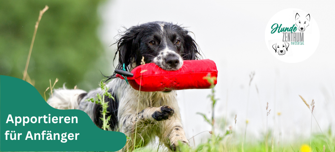 Kurs Apportieren für Anfänger