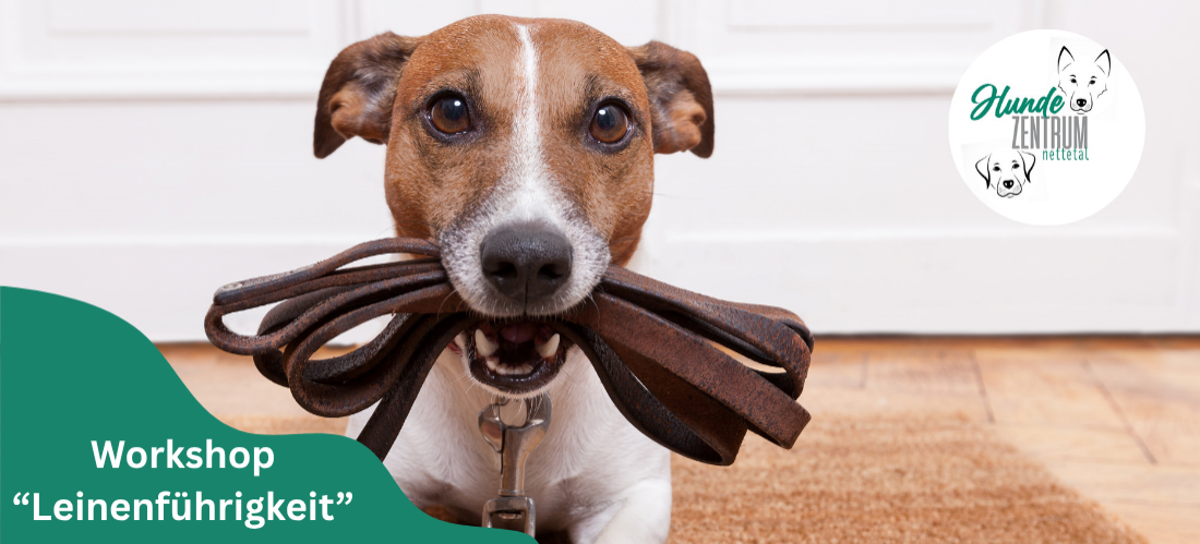 Praxisworkshop Leinenführigkeit