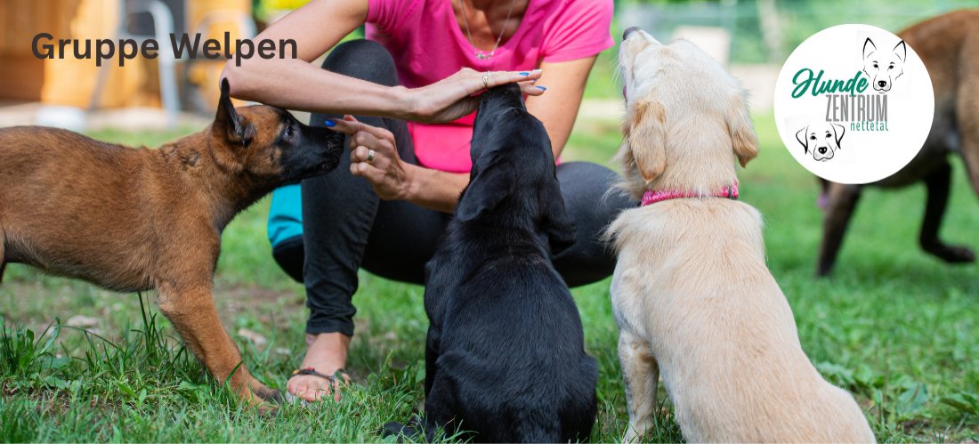 Gruppe Welpen